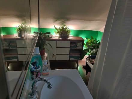 Photo of free 2 big Plants (Ballard) #1