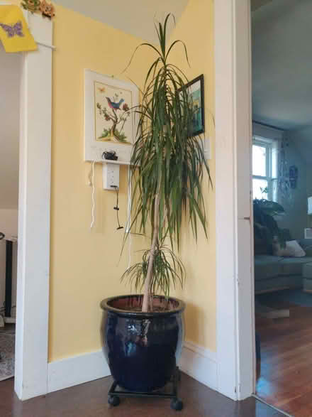 Photo of free 2 big Plants (Ballard) #2
