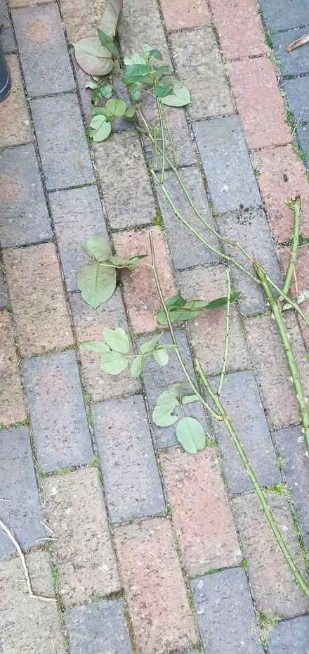 Photo of free Rose Bush (Hengistbury Head BH6) #2