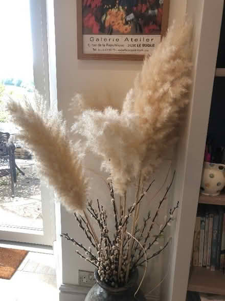 Photo of free Pampas grasses (Box GL6) #3