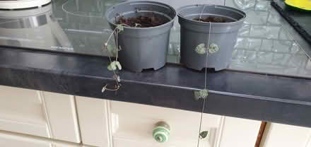 Photo of free string of hearts (Hengistbury Head BH6) #4