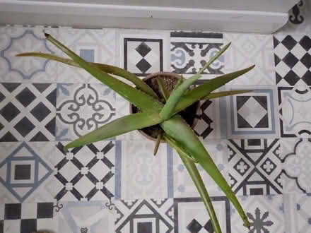 Photo of free Aloe vera (Beamish DH9) #2
