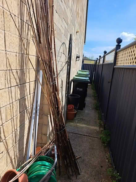 Photo of free Bamboo canes (melksham east SN12) #1