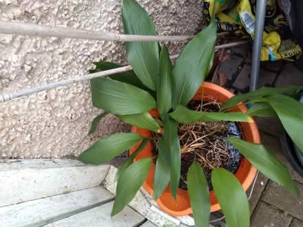 Photo of free Aspidistras (Plumpton CA11) #1