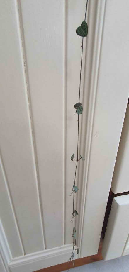 Photo of free string of hearts (Hengistbury Head BH6) #3