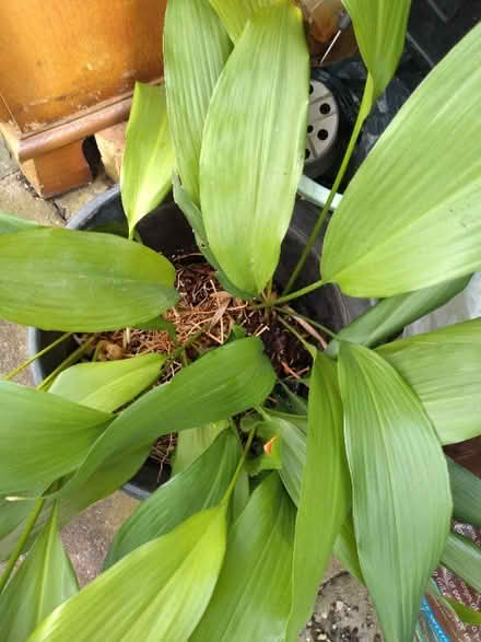 Photo of free Aspidistras (Plumpton CA11) #2