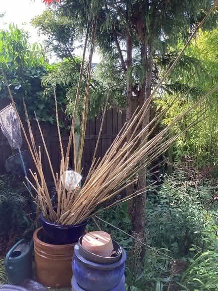 Photo of free Assorted Bamboo Canes (DA1) #1