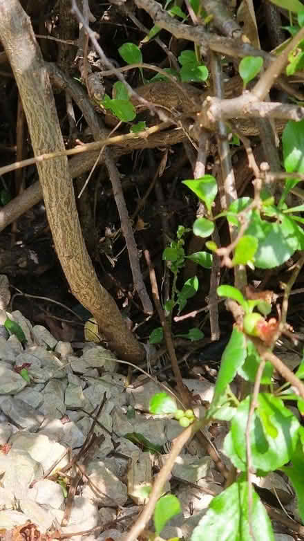 Photo of free Fruiting Japanese Quince bush (Queens Park) #2