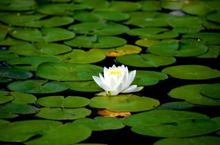 Photo of free Water Lily (Temple Cowley OX4) #1