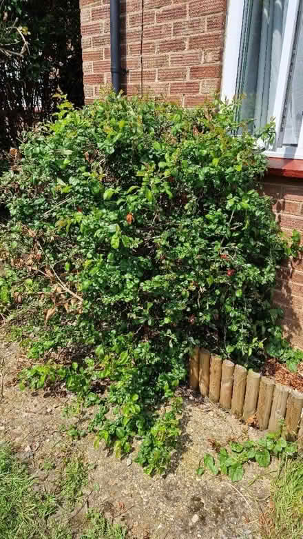 Photo of free Fruiting Japanese Quince bush (Queens Park) #1