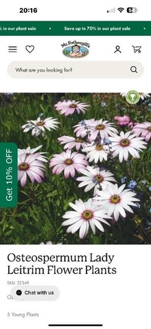 Photo of Osteospermum African daisy plants (Monkwick CO2) #1