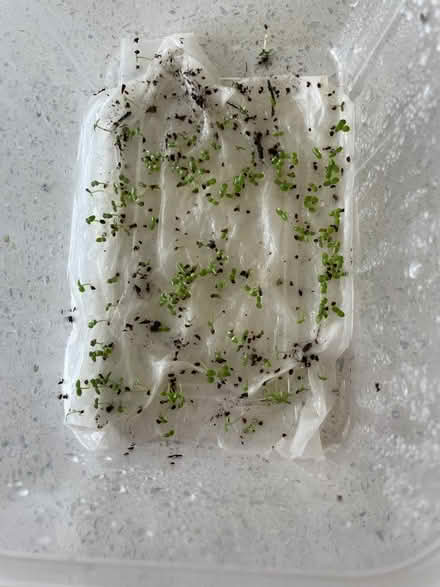 Photo of free Penstemon Seedlings (Whetstone Leicester LE8) #2