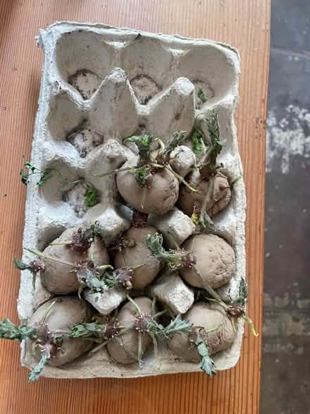 Photo of free 8 chitted Cara potatoes (Welwyn AL6) #1