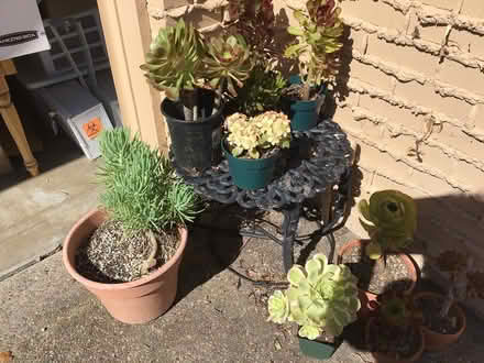 Photo of free Succulents after 12 noon today (Above downtown) #3