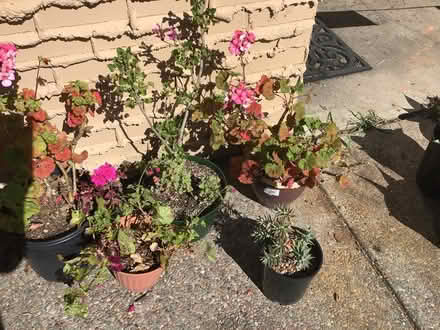 Photo of free Succulents after 12 noon today (Above downtown) #2