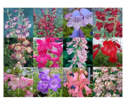 Photo of free Penstemon Seedlings (Whetstone Leicester LE8) #1