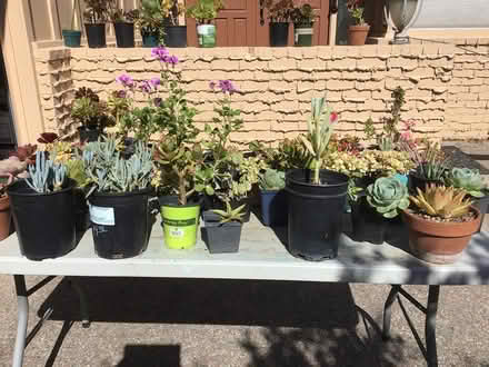 Photo of free Succulents after 12 noon today (Above downtown) #4