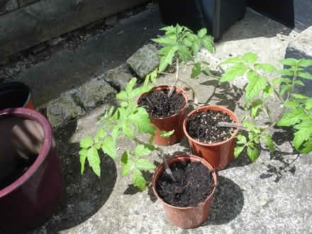 Photo of free Tomato plants (Coleview SN3) #1