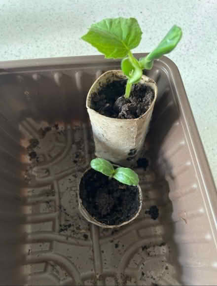 Photo of free Cucumber Plants (Whetstone Leicester LE8) #1