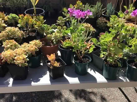 Photo of free Succulents after 12 noon today (Above downtown) #1