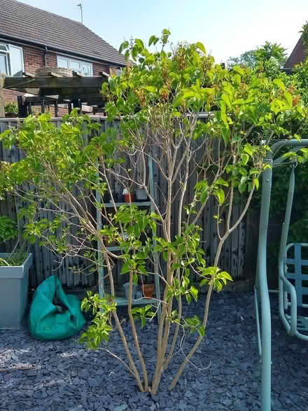 Photo of free White lilac (Mytchett GU16) #2