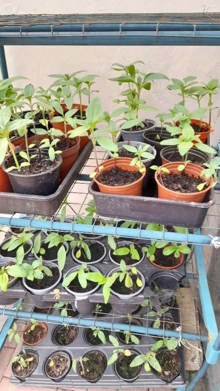 Photo of free Plants (Bent Gate) #1