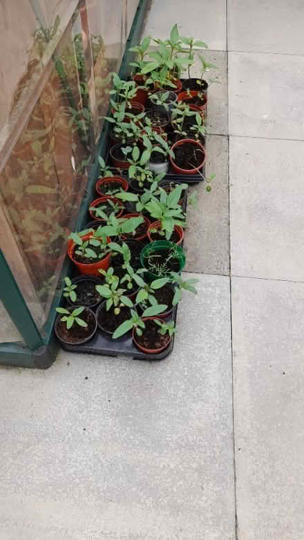 Photo of free Plants (Bent Gate) #2