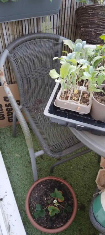 Photo of free Garden table and chairs (Kennington OX1) #2