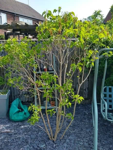 Photo of free White lilac (Mytchett GU16) #1