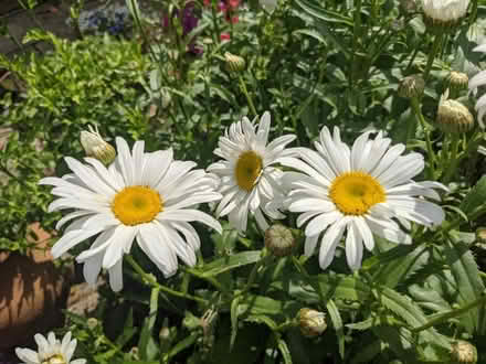 Photo of free Giant daisy plants (Flitwick MK45) #3