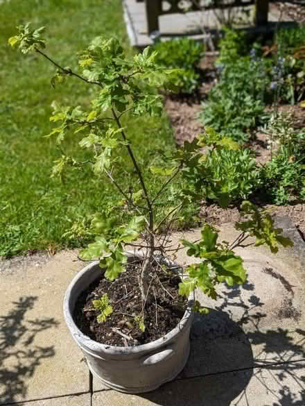 Photo of free Four Year Old Oak Tree (Thetford IP24) #1