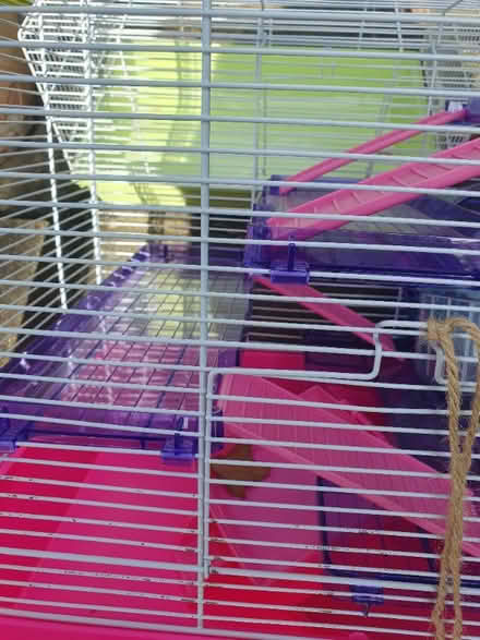 Photo of free Hamster double cage and accessories (North Road N7) #4