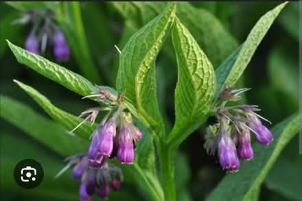 Photo of Symphytum officionalis aka Comfrey (Leicester) #1