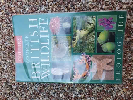 Photo of free Garden stuff (Allington ME16) #2