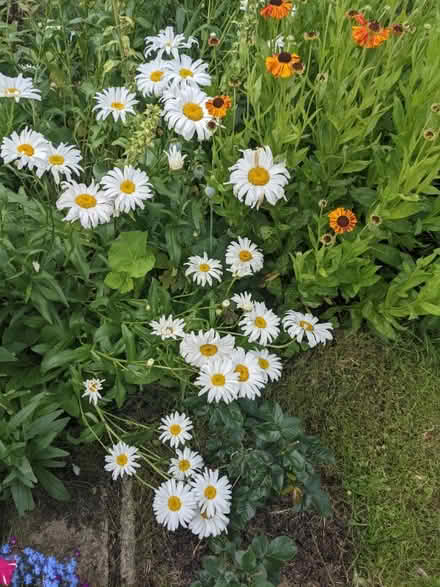 Photo of free Giant daisy plants (Flitwick MK45) #1