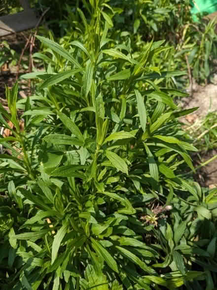 Photo of free Golden rod plants (Stanton St John OX33)