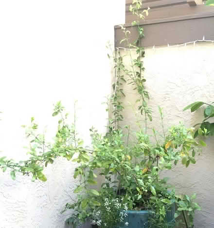 Photo of free plumbago plant (North Walnut Creek) #1