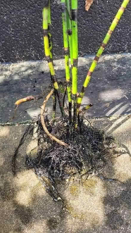 Photo of free Lilies and Horse tails (Equisetum hyemale) (Dursley GL11) #2