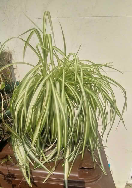 Photo of free Mature Spider Plant (Fairview) #1