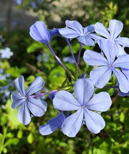 Photo of free plumbago plant (North Walnut Creek) #2