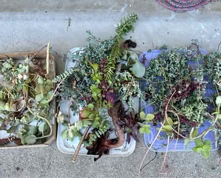 Photo of free Succulent cuttings (Lawrence and Pruneridge) #2