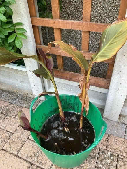 Photo of free Canna plant (Normandy nr Guildford GU3) #1