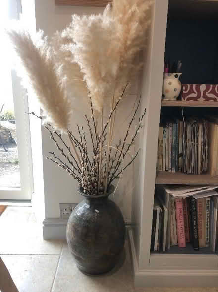 Photo of free Pampas grasses (Box GL6) #2