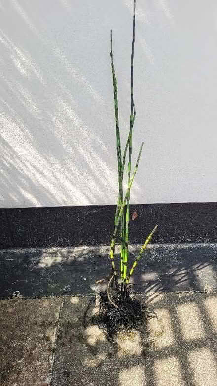 Photo of free Lilies and Horse tails (Equisetum hyemale) (Dursley GL11) #1