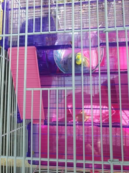 Photo of free Hamster double cage and accessories (North Road N7) #3