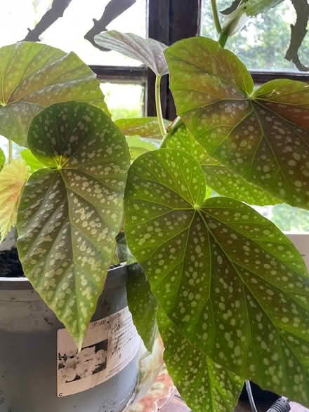 Photo of free Begonia (Summercourt) #1