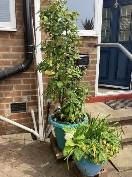 Photo of free Bay tree (Morley LS27) #1
