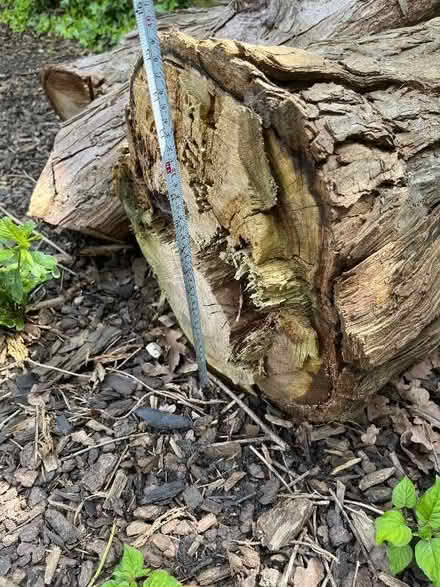 Photo of free Large tree trunk cuttings (3 in total) (Acton W5) #4