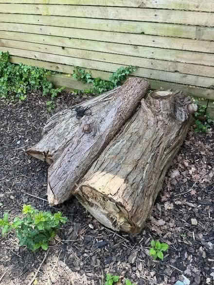 Photo of free Large tree trunk cuttings (3 in total) (Acton W5) #3