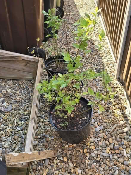 Photo of free Blueberry plants (St Albans) #1